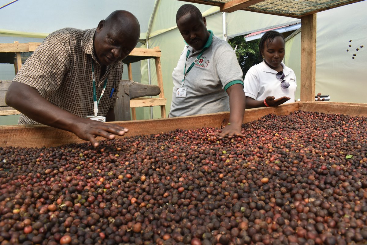 coffee in uganda